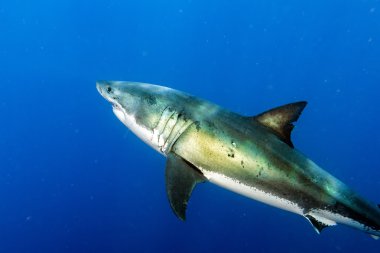 Büyük beyaz köpekbalığı saldırı için hazır