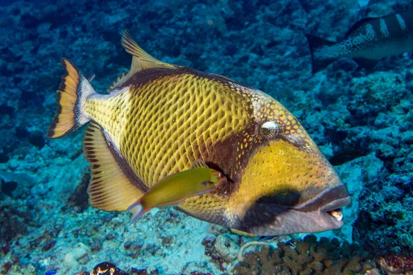 Pesce grilletto titano alle Maldive — Foto Stock