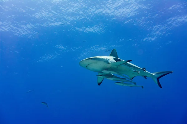 Tiburón gris listo para atacar bajo el agua — Foto de Stock