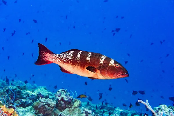 Okyanusta izole kırmızı renkli Gruplayıcı — Stok fotoğraf