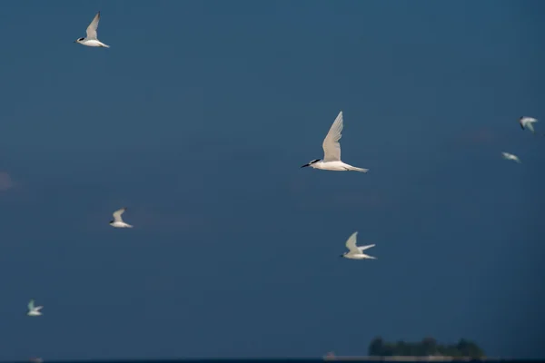 Tern tout en volant sur fond de ciel bleu — Photo