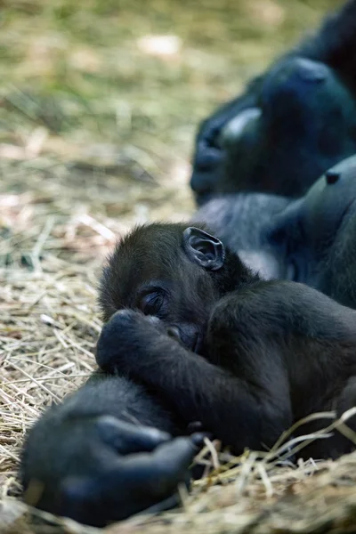 Baby gorilla sleeping on mother — Stock Photo, Image