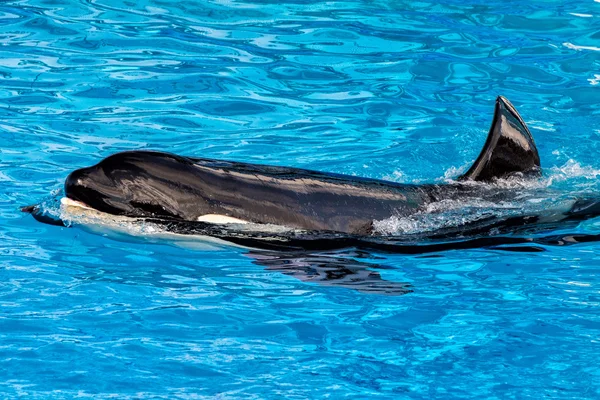 Orca killer whale podczas pływania — Zdjęcie stockowe