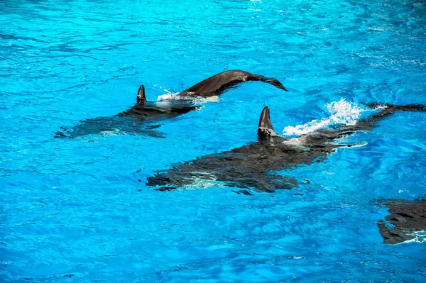 Orca balena assassina mentre nuota — Foto Stock