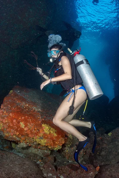 Beaytiful Latina Diver playing with sea lion underwater — Stock Photo, Image