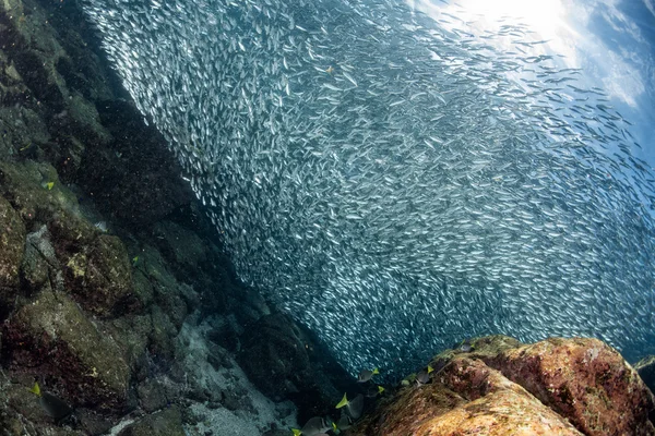 Sardine banc de poissons sous-marins — Photo