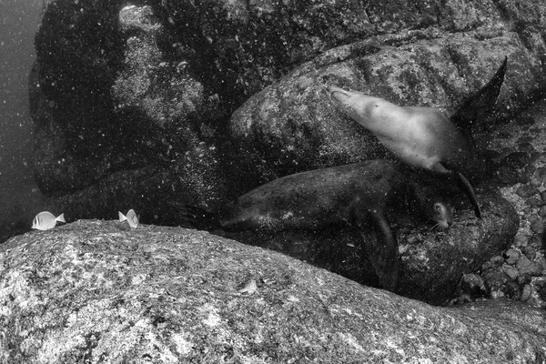 Puppy leão-marinho subaquático em b & w — Fotografia de Stock