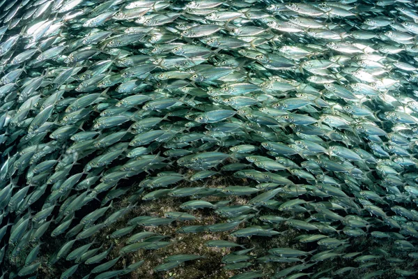 Sardinek hejno ryb pod vodou — Stock fotografie