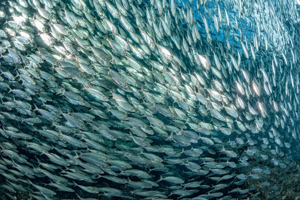 Sardinha escola de peixes subaquáticos — Fotografia de Stock