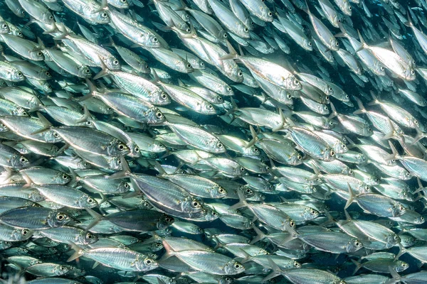 Sardinha escola de peixes subaquáticos — Fotografia de Stock