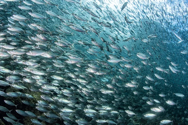 Escuela de sardina de peces bajo el agua — Foto de Stock