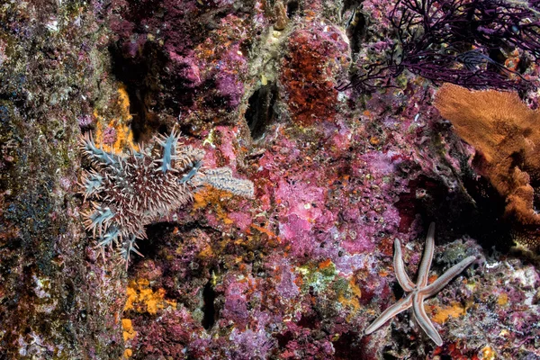 Deniz yıldızı bir resif renkli sualtı manzara — Stok fotoğraf