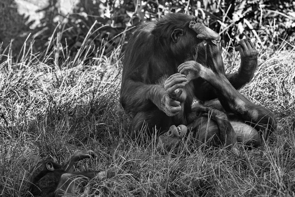 Bonobo aile portre siyah beyaz — Stok fotoğraf