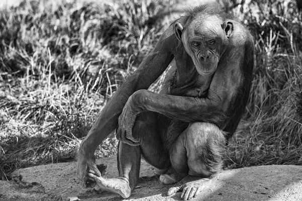 Portrét opice bonobo zblízka b&w — Stock fotografie