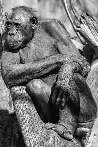 Portrét opice bonobo zblízka b&w — Stock fotografie