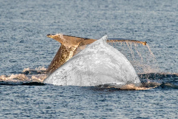 Ballena blanca de cerca en el océano — Foto de Stock