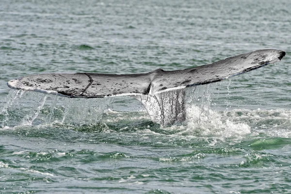 Vitval på nära håll i havet — Stockfoto