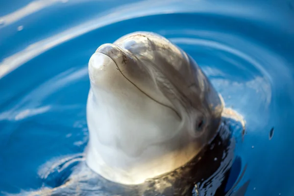 Dolphing gülümseyen gözünü kapat portre kadar — Stok fotoğraf