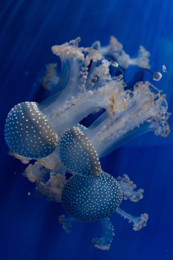 Sualtı yakın denizanası geri yak