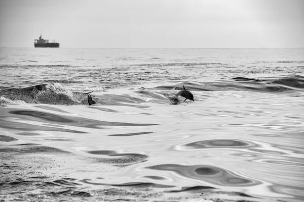 Delfíní skoky mimo oceán — Stock fotografie