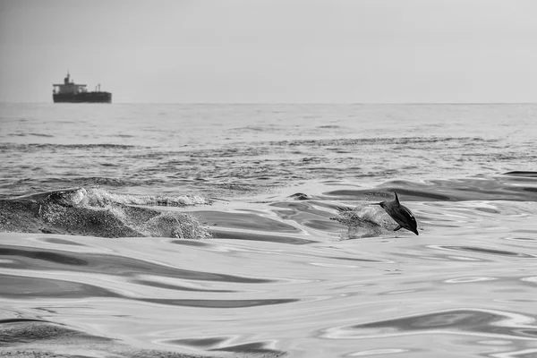 Delfin skoki poza oceanu — Zdjęcie stockowe