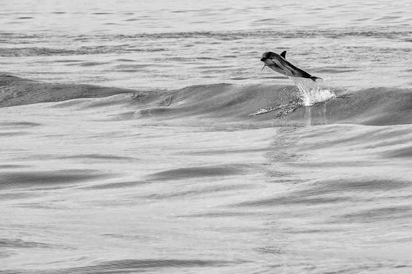 Delfin hoppning utanför havet — Stockfoto