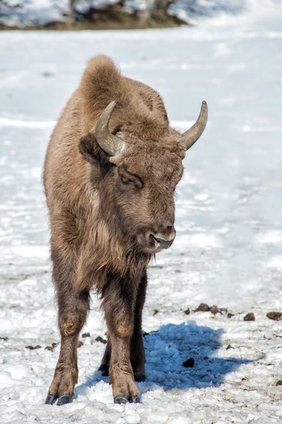 Europeo bisonte recién nacido cachorro en la nieve —  Fotos de Stock