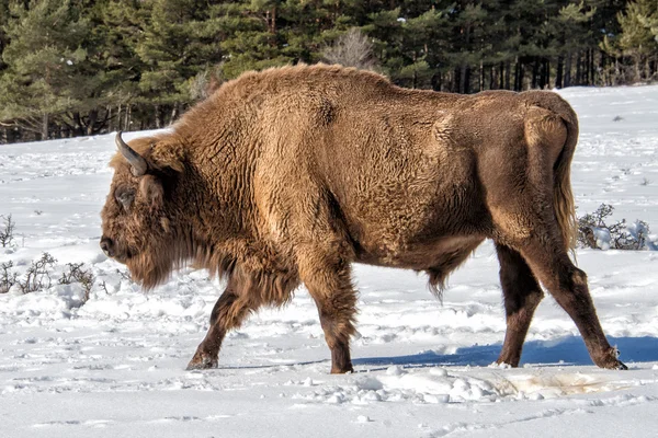 Европейский бизон на снежном фоне — стоковое фото