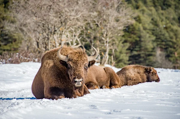 Европейская семья бизонов на снегу — стоковое фото
