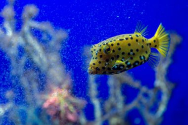 Kutu balık ostracion cubicus makro