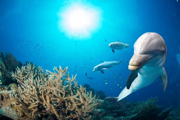 Dolphin pod vodou na pozadí modrý oceán — Stock fotografie