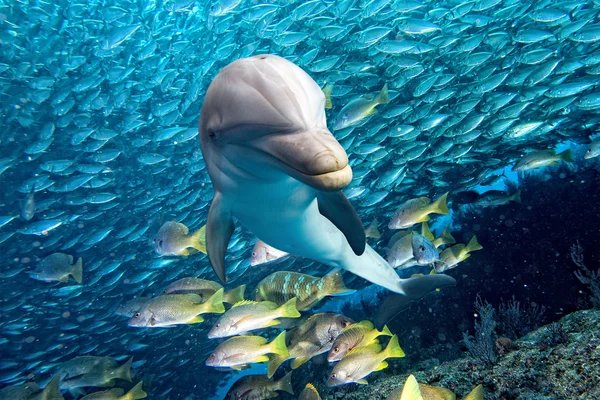 Dolphin underwater on blue ocean background — Stock Photo, Image