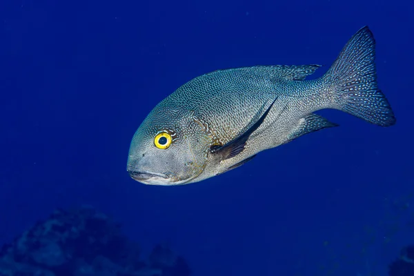 Dev trevally balıklı caranx — Stok fotoğraf