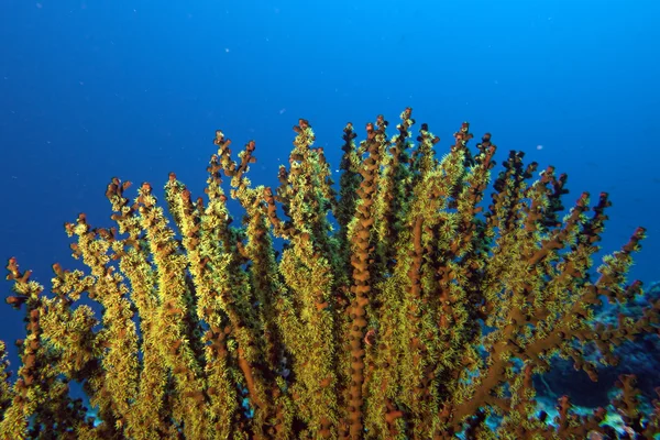 Maldives hard coral house for Fishes — Stock Photo, Image