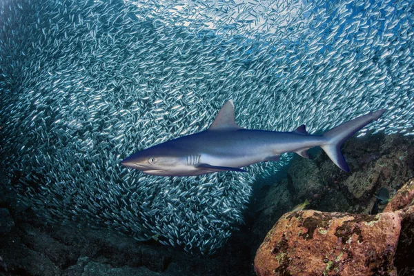 Grey shark ready to attack underwater — Stock Photo, Image