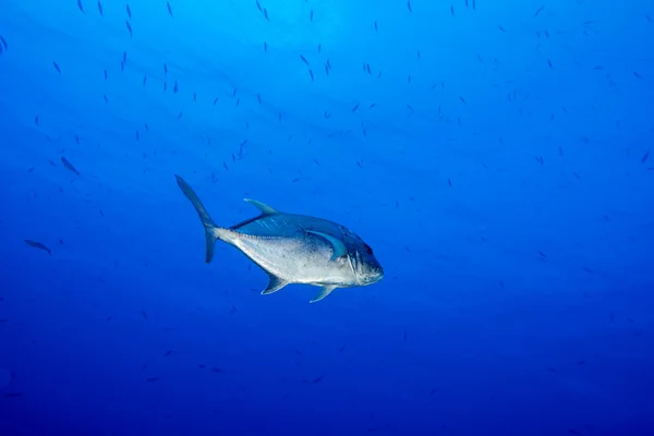 Peixes de atum caranx gigantes trevalmente — Fotografia de Stock