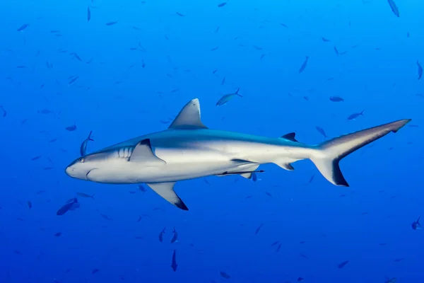 Tiburón gris listo para atacar bajo el agua — Foto de Stock