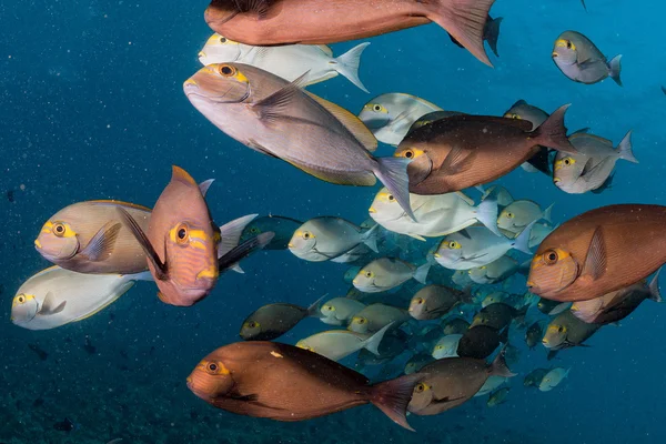 School of surgeon fish in the blue — Stock Photo, Image