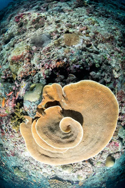 Maledivy tvrdé korály dům pro ryby — Stock fotografie
