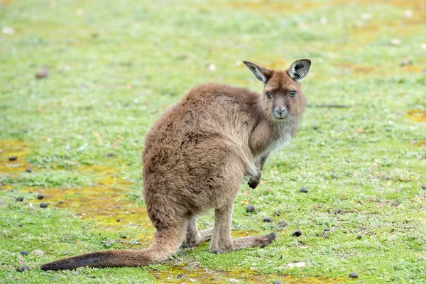 Känguru schaut dich im Gras an — Stockfoto