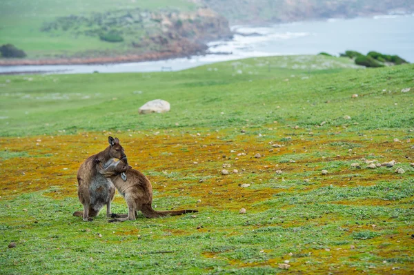 Kangaroo mor och son porträtt — Stockfoto