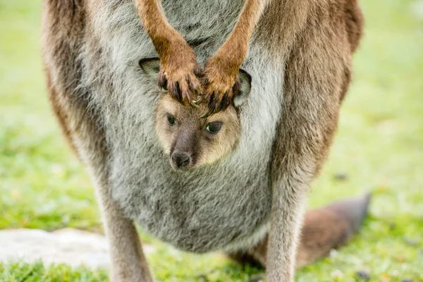 Kangaroo mor och son porträtt — Stockfoto