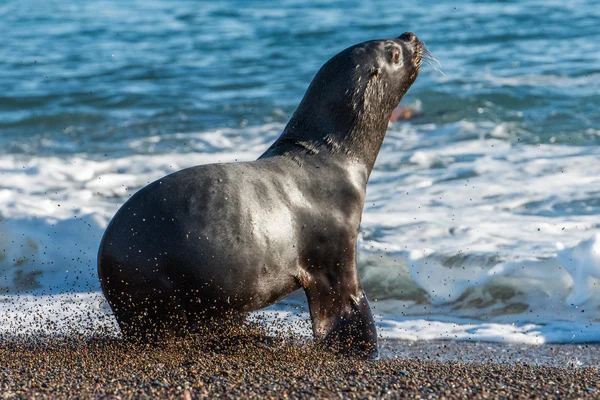 Lion de mer sur la plage en Patagonie — Photo