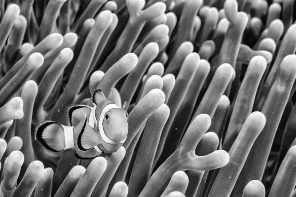 Palhaço peixe retrato dentro anêmona em b & w — Fotografia de Stock