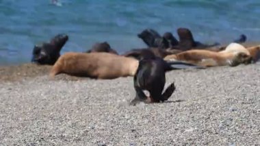 Patagonya Beach'te deniz aslanı mühür