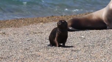 Patagonya Beach'te deniz aslanı mühür