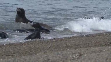 Patagonya Beach'te deniz aslanı mühür