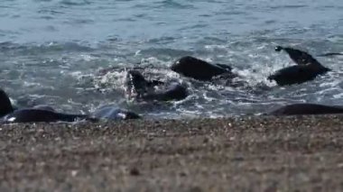 Patagonya Beach'te deniz aslanı mühür