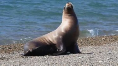 Patagonya Beach'te deniz aslanı mühür