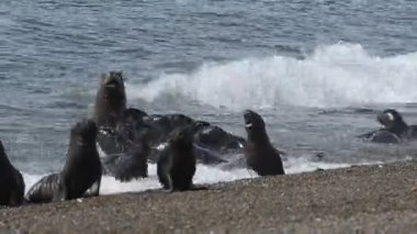 Patagonya Beach'te deniz aslanı mühür